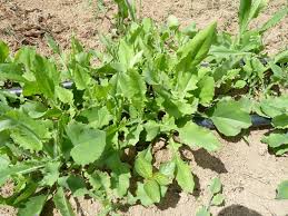 Image result for Emilia debilis