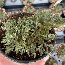 Image result for Selaginella afrorum