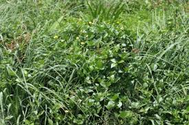 Image result for Vigna luteola