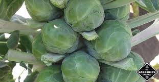 In northern gardens, growing brussel sprouts, (known as brussels sprouts) begins in the last week of june. Why Are My Brussels Sprouts Not Forming Gardening Channel