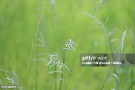 Image result for Hyparrhenia rufa