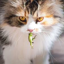 ‪What's on the Menu When Your Cat Goes Out? Probably More Than You Think. -  The New York Times‬‏