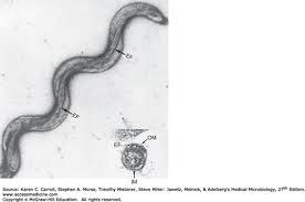 Image result for Spirochete