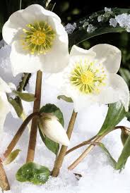 Maybe you would like to learn more about one of these? 16 Best Winter Flowers Prettiest Flowers That Bloom In Winter