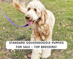 Maybe you would like to learn more about one of these? Standard Goldendoodle Puppies For Sale Top 7 Breeders 2021 We Love Doodles