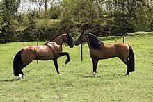 The biggest horse breeds have a length and height of 15 hands above. Criollo Horse Wikipedia