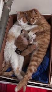 Ten Beautiful Reasons Why Cats Make The Best Pets Cat Catlover Catfacts Ilovecats Cats Video Cute Baby Animals Cute Animals Cute Cats And Kittens