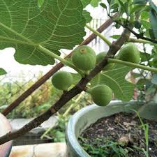 Maybe you would like to learn more about one of these? Syoknya Pokok Tin Dah Berbuah Tanam Dalam Pasu Jerr