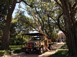 Commercial Tree Service Tree Experts In Georgia Tree Service Tree Removal Service Residential