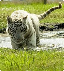 Harimau putih di kota tinggi. Harimau Hitam Putih Macan Putih Gaya Hidup Dan Habitat Putih Harimau Semua Harimau Putih Putih