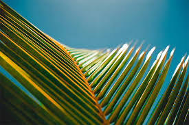 We did not find results for: Beautiful Free Summer Wallpaper Desktop Backgrounds Vandelay Design