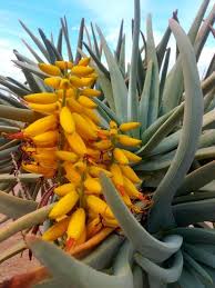 Image result for Aloidendron