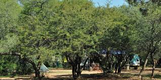 Image result for Dichrostachys