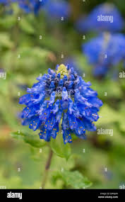 Image result for Pycnostachys coerulea