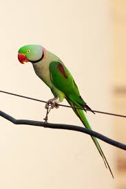 For A Foreigner Who Has An Alexandrine Parrot As A Pet Which Is Legal To  Keep In His Country, Can He Keep Him In India Since Alexandrine Parrots Are  Illegal In India? -