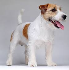 Jack Russell Terrier 猎狐高手就是它——杰克罗素㹴丨真狗秀