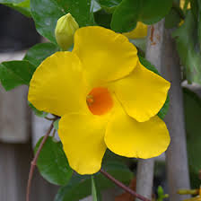 Image result for dipladenie žlutá obrázek