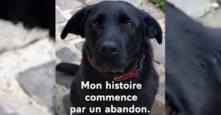 Les noms de chien en m sont assez faciles à trouver. Le Chien D Emmanuel Macron Se Met En Scene Pour Promouvoir La Mise En Place D Une Loi Contre Les Abandons D Animaux Video