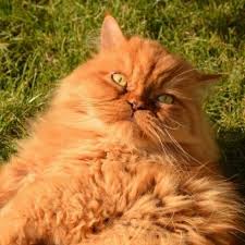 Cats have scent glands in their mouths so when they are doing things with their mouths open it's because they are scenting something using their mouth rather than nose. Learn About The Persian Cat Breed From A Trusted Veterinarian