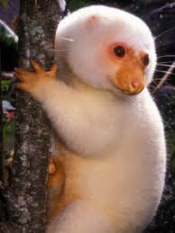 About The Cuscus Spotted And The Black Spotted Creepy Animals Albino Animals Weird Animals