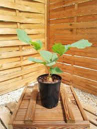 Image result for Erythrina zeyheri