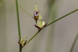 Image result for Juncus lomatophyllus