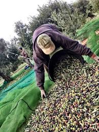 Huile D Olive Et Olives Mas Tarres Olis Sole Haute Qualite Jamonarium