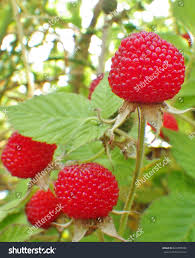 Image result for Rubus