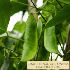 Image result for Phaseolus lunatus