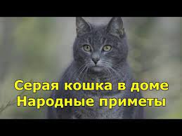 seraya koshka v dome prinosit svoemu hozyainu udachu narodnye primety youtube serye koshki koshki lyubiteli koshek