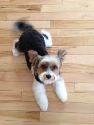 Happy Boy Havoc Haircut Day Biewer Yorkshire Terroir Animal Pictures Cute Animals Animals