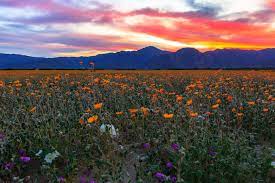 Otherwise, the beavertail flowers were teeming with life. Best Time To See Super Bloom In Anza Borrego Desert California 2021