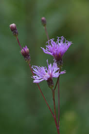 Image result for Vernonia jelfiae