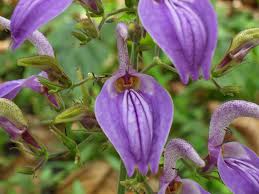 Image result for Brillantaisia owariensis