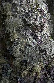 Download all photos and use them even for commercial projects. Lichen Wikipedia