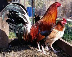 Gratis dipakai untuk komersial, kualitas tinggi dan bebas hak cipta. Ayam Aduan Super Dari Filipina Budidaya Tani