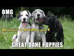 We are in home breeders of akc health tested great dane puppies and strive for excellent temperament and health. Harlequin Dane Puppies For Sale 08 2021