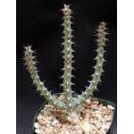 Image result for Euphorbia schinzii