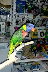 Evinizde beslediğiniz ya da sokakta size ihtiyacı olan sevimli dostlarınız için en kaliteli markaların en güzel evcil hayvan ürünleri için en doğru yerdesiniz. Redland Market Village Roberts Pet Shop 8