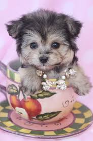 Male morkie ****sold**** born april 1/17. Morkie Puppy For Sale At Teacups Puppies South Florida Morkie Puppies Teacup Puppies Morkie