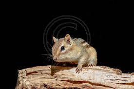 Chipmunks And Squirrels Chipmunk On A Wood Pile Wood Pile Chipmunks Squirrel