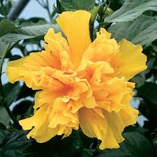 Image result for Hibiscus rosa-sinensis