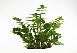 Check spelling or type a new query. 18 Large Low Light Houseplants To Bring Your Home To Life Smart Garden Guide