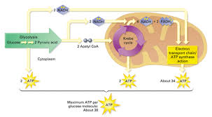 Cellular Respiration Overview Photosynthesis And Cellular Respiration Photosynthesis Cellular Respiration