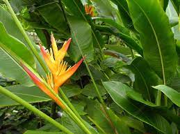 False Bird Of Paradise Heliconia Sp Stock Image B814 1588 Science Photo Library