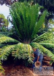 Image result for Encephalartos