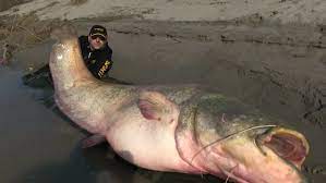 The biggest fish ever caught with a rod and reel the record goes to the legendary captain frank mundus, who was the inspiration for captain quint in the famous movie jaws. Italy Is This The Biggest Catfish Ever Caught By Man Video Ruptly