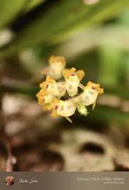 Image result for Schizochilus sulphureus