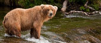 We did not find results for: Bear Viewing Flight Katmai National Park From Anchorage Alaskatravel Com
