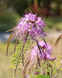 Image result for Cleome aculeata